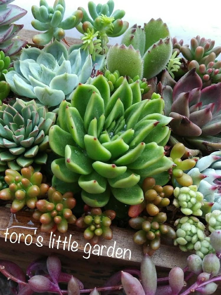 バルコニー ベランダの投稿画像 By とろさん 多肉中毒ととろの大きな木箱 寄せと雨に輝くとかわいくなぁれと多肉大好きと梅雨に負けないとベランダーと多肉寄せ植えと多肉中毒ととろの大きな木箱寄せと雨に輝くとかわいくなぁれと多肉大好きと梅雨に負けないとベランダー