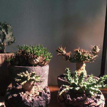 ユーフォルビア ブレビラマの投稿画像一覧 Greensnap グリーンスナップ