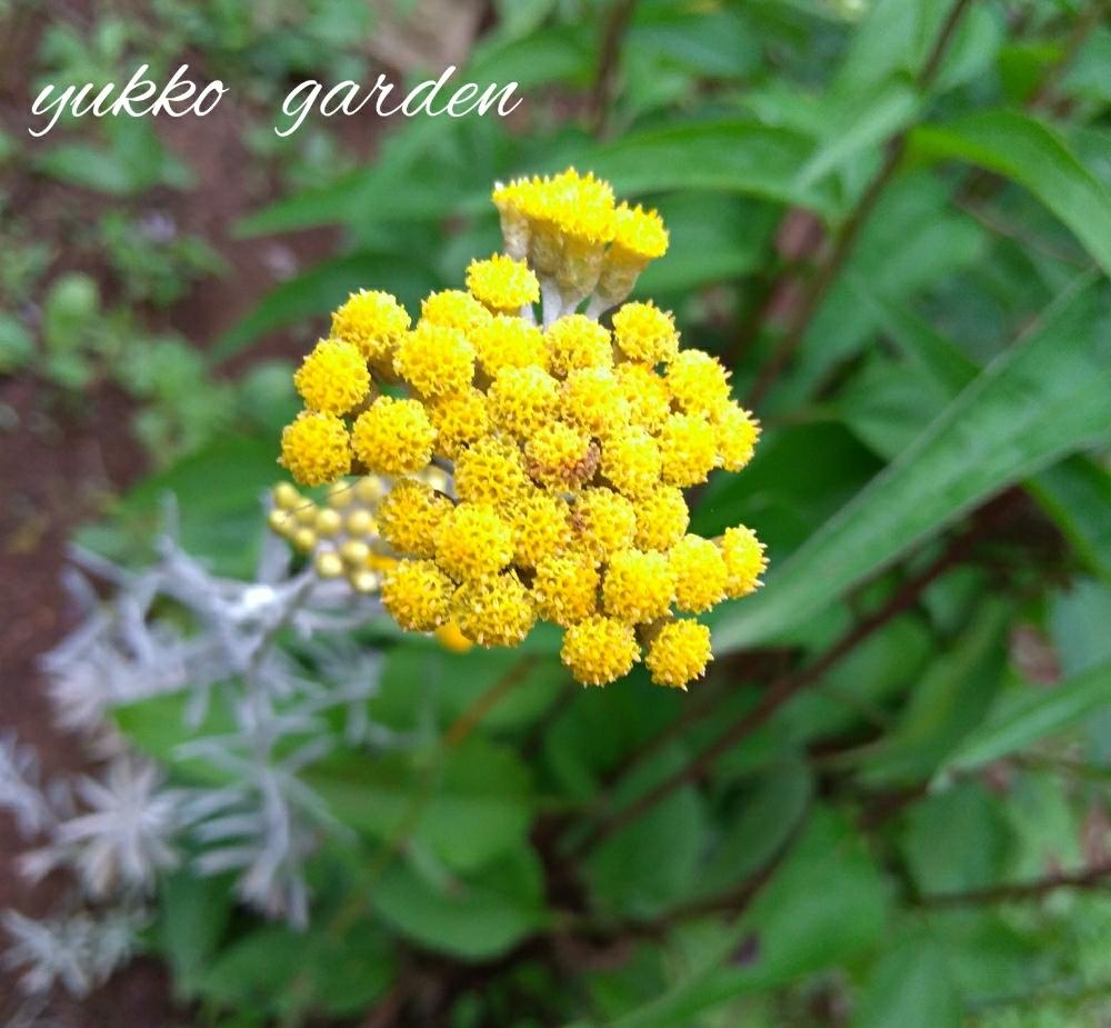 ヘリクリサムの投稿画像 By ゆったりゆっこさん ウフフとうれしいな と黄色の花 18月6月15日 Greensnap グリーンスナップ