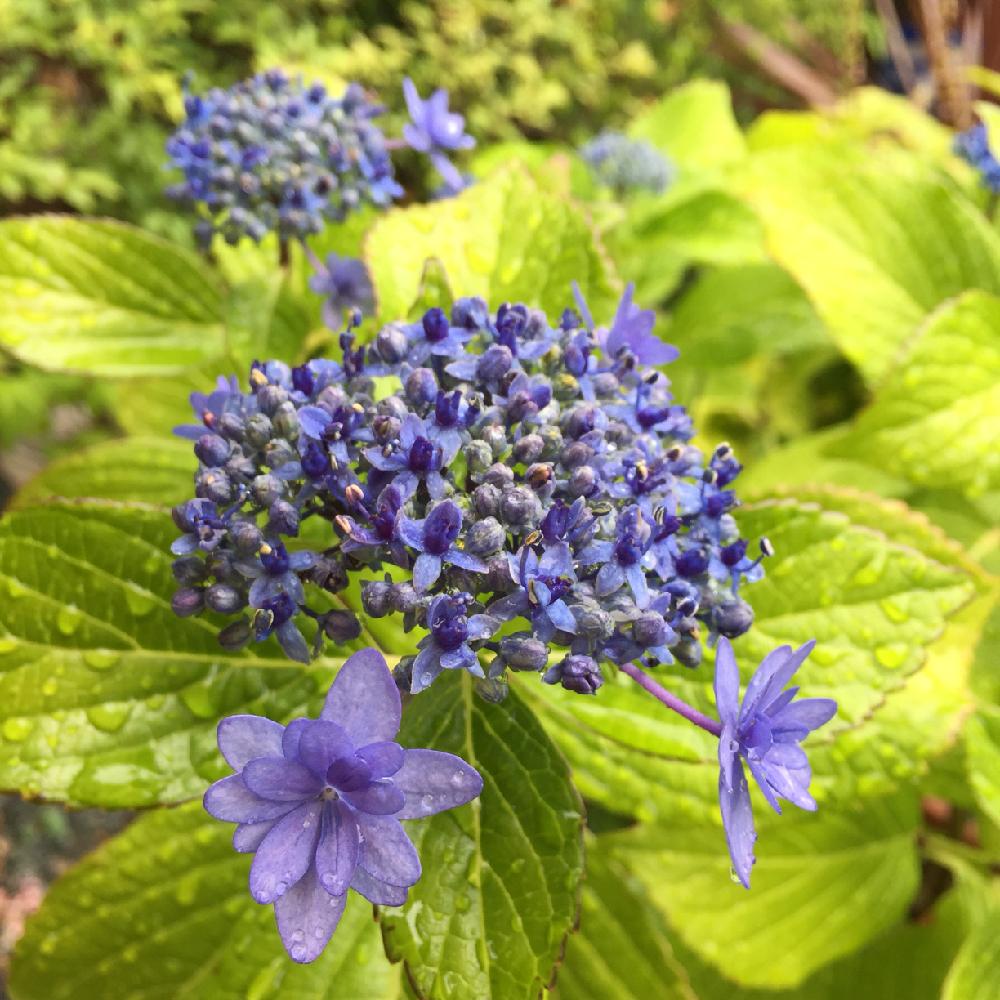 庭の鉢植えの投稿画像 By 美野美谷さん 紫陽花 と紫陽花が好き と和の庭と庭の花木と和風の庭とm S Ajisai Hydrangea と紫陽花 伊豆の華 18月6月15日 Greensnap グリーンスナップ