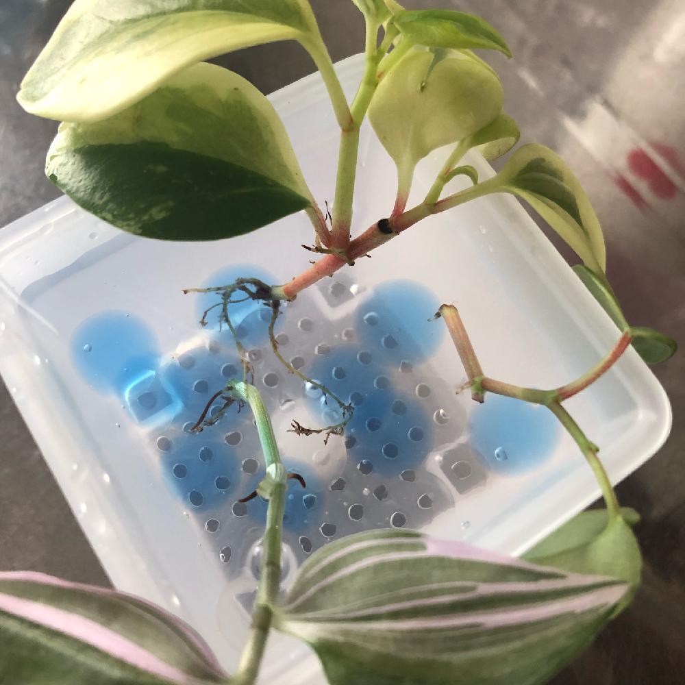 ペペロミアの投稿画像 By いつさん トラディスカンティアとペペロミアグラベラと水栽培とハイドロカルチャーとトラディスカンチア と緑のある暮らしと相談と水耕栽培と緑のある生活 18月6月15日 Greensnap グリーンスナップ