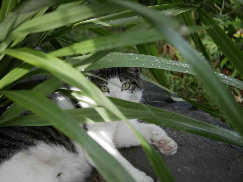 ゆず花さんの港の見える丘公園への投稿