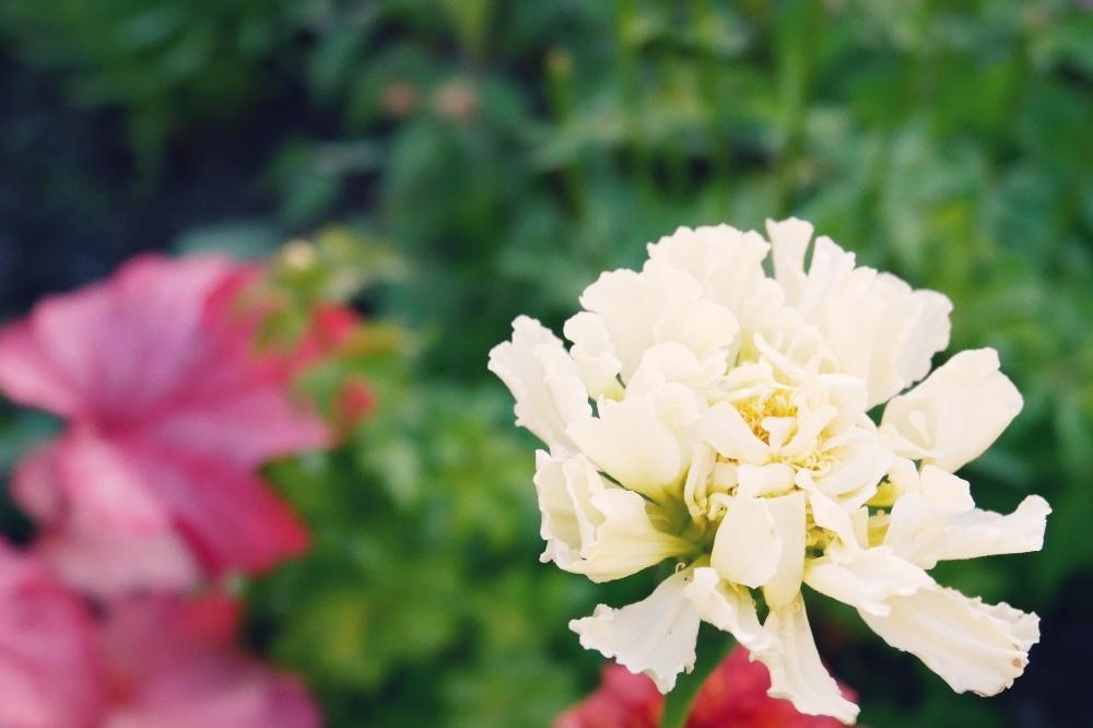 マリーゴールドアフリカンホワイトバニラの投稿画像 By Atsuさん 虫除けと花のある暮らしとかわいいと白い花と北海道 18月6月15日 Greensnap グリーンスナップ