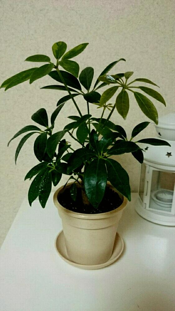 シェフレラの投稿画像 By サラミさん キャンドゥと100均と初心者 18月6月15日 Greensnap グリーンスナップ