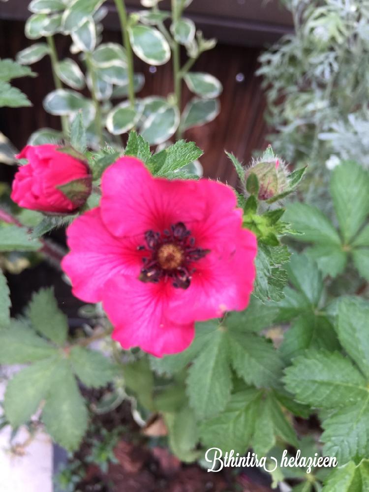 花のある暮らしの投稿画像 By バジル さん ショッキングピンクの花と育て方がわからないとポテンテｨラ ヘレンジェーンとポテンティラ 18月6月15日 Greensnap グリーンスナップ