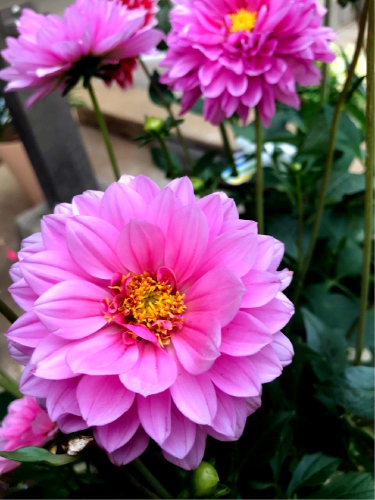 きれいなお花の投稿画像 By Yayoiさん かわいい花 18月6月15日 Greensnap グリーンスナップ