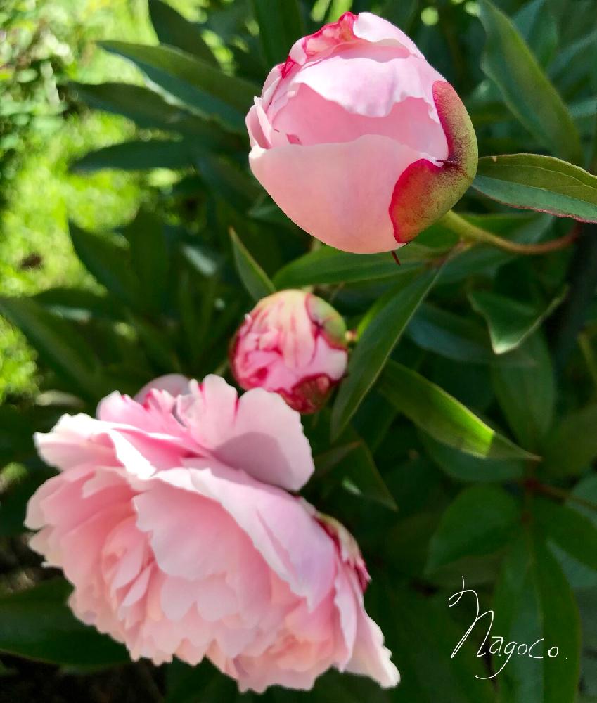 芍薬の投稿画像 By なごこさん 花のある暮らしと蕾とコラボとピンクの花とつぼみと花のある暮らしと蕾とコラボとピンクの花とつぼみ 18月6月16日 Greensnap グリーンスナップ Greensnap グリーンスナップ