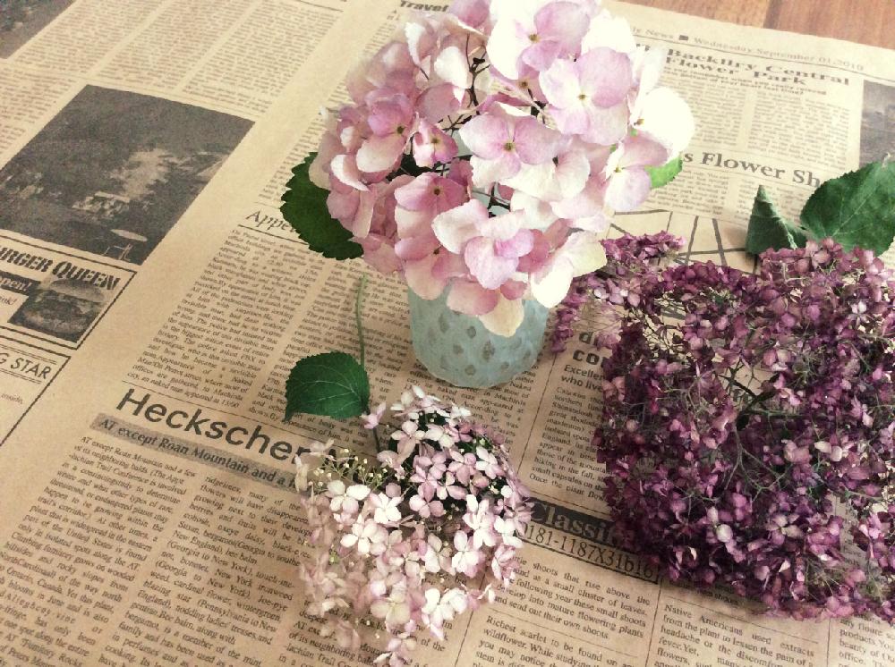 ハイドランジア マジカルシリーズの投稿画像 By まっさんさん ピンクアナベルと紫陽花とシリカゲルドライとドライフラワーとピンクの花とgs日和と花のある暮らしとgs植物うちなーぐち会 18月6月16日 Greensnap グリーンスナップ