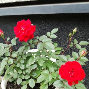 種から育てる の投稿画像 By はなよさん 発芽と種まきとビオラ パンジー 18月9月11日 Greensnap グリーンスナップ