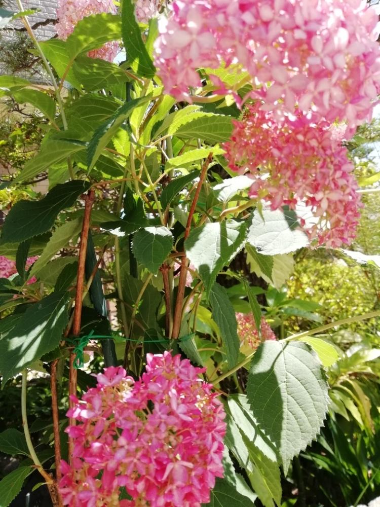 雨に輝くの投稿画像 By はなちゃんさん 水揚げと花のある暮らしと あじさい18 コンテストと切り花 18月6月16日 Greensnap グリーンスナップ