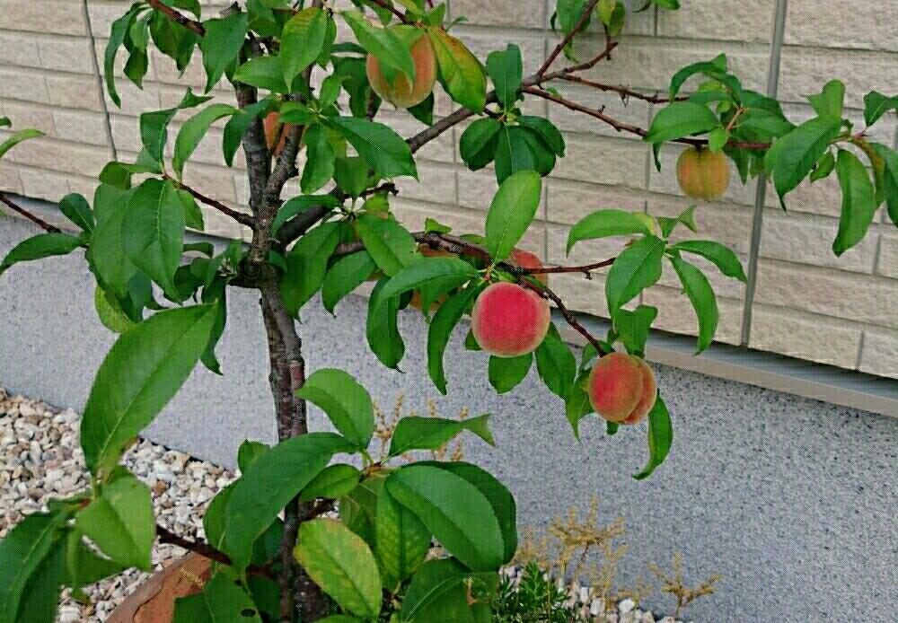 大玉白鳳の投稿画像 By ツッツさん 鉢植え果実と果実と樹木と鉢植え 18月6月16日 Greensnap グリーンスナップ