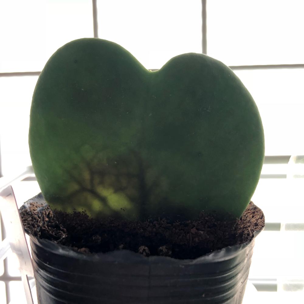ハートホヤの投稿画像 By いつさん ラブハートとサクラランカリーとホヤカーリーと多肉植物と観葉植物とハートの形と緑のある暮らしと緑のある生活 18月6月16日 Greensnap グリーンスナップ