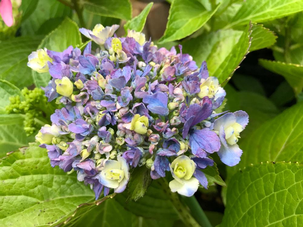 アジサイ おはようの投稿画像 By きなこさん あじさい18 コンテストと花のある暮らしとアジサイ 紫陽花と雨に輝くとアジサイと紫陽花と あじさい 18 コンテストと花のある暮らしとアジサイ 紫陽花と雨に輝く 18月6月16日 Greensnap グリーンスナップ