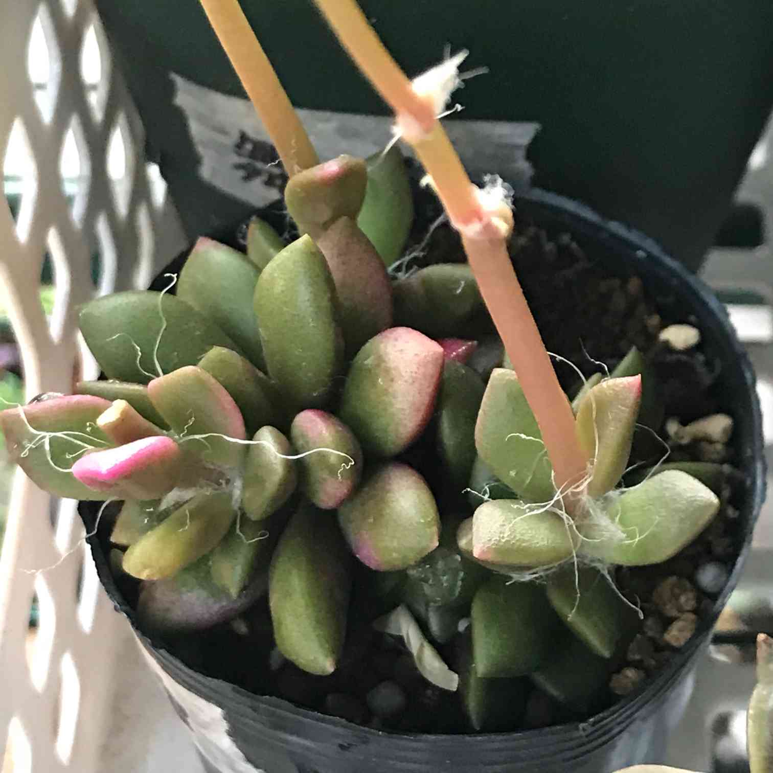 桜吹雪の種蒔からの成長記録|🍀GreenSnap(グリーンスナップ) 桜吹雪の種蒔からの成長記録|🍀GreenSnap(グリーンスナップ)