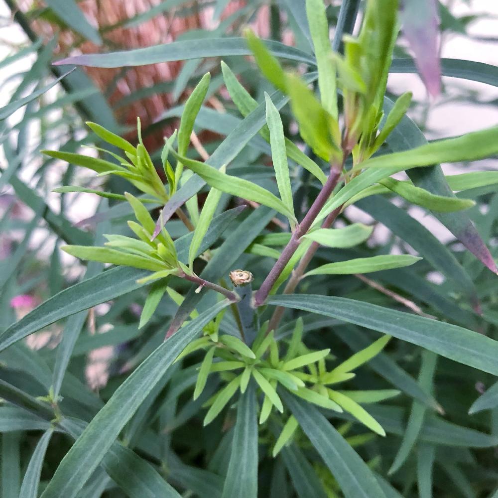 宿根リナリアの投稿画像 By Shigeさん リナリアとテラスと鉢植えとスマホ撮影と花のある暮らしと葉っぱと鉢植えとスマホ撮影と花のある暮らしと葉っぱ 18月6月16日 Greensnap グリーンスナップ Greensnap グリーンスナップ