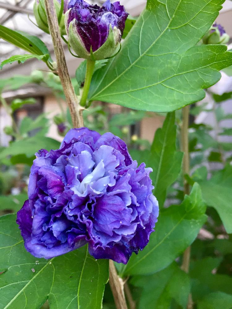 八重ムクゲの投稿画像 By ちゃんり さん 花のある暮らしとお花に癒されて と毎年楽しむとムクゲ 紫玉と小さな庭と花のある暮らしとお花に癒されて と毎年楽しむ 18月6月16日 Greensnap グリーンスナップ Greensnap グリーンスナップ