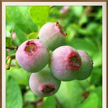 ツツジ科 の投稿画像一覧 Greensnap グリーンスナップ