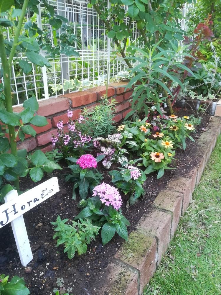 コリウスの投稿画像 By Puttinさん ペンタスと手作りの庭とマイガーデンと我が家の花壇とジニア とガーデニングと花のある暮らしとバラの地植えとロザリアン 18月6月17日 Greensnap グリーンスナップ