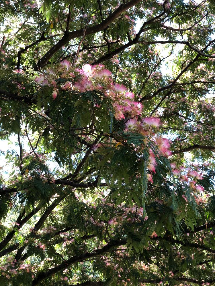 合歓の木の投稿画像 By ヤマスケさん ピンクと白のコントラストの花と市内の団地の運動公園にてとよく見かける花の記憶と梅雨の晴れ間ととても大きな木に成長と団地までドライブ兼ねて散歩 18月6月17日 Greensnap グリーンスナップ