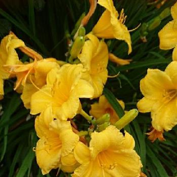イングリッシュローズガーデンの画像 by トリトンさん | お出かけ先とヘメロカリスと花のある暮らしとイングリッシュローズガーデンと最近撮った花と黄色いヘメロカリスとかわいい♡といやされる♡とGS映えとGS日和と幸せの黄色いお花と港の見える丘公園と黄色いお花大好き協会