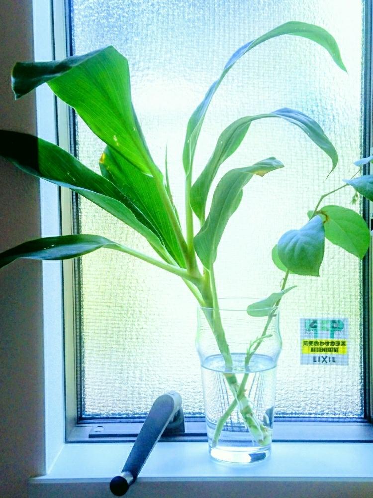 レモンリーフの投稿画像 By 小梅さん コルディリネと観葉植物と新入りさんと花のある暮らしと切り花と窓辺と水耕栽培 と観葉植物と新入りさんと花のある暮らしと切り花と水耕栽培 18月6月17日 Greensnap グリーンスナップ Greensnap グリーンスナップ
