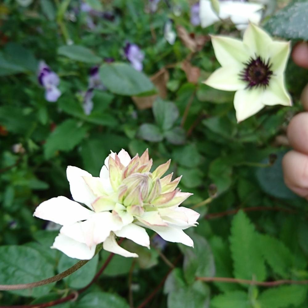クレマチスの投稿画像 By ビギナーガーデナーさん テッセンと枝変わりとイングリッシュガーデンとガーデニングと花のある暮らしと家庭菜園奮闘日記 18月6月17日 Greensnap グリーンスナップ