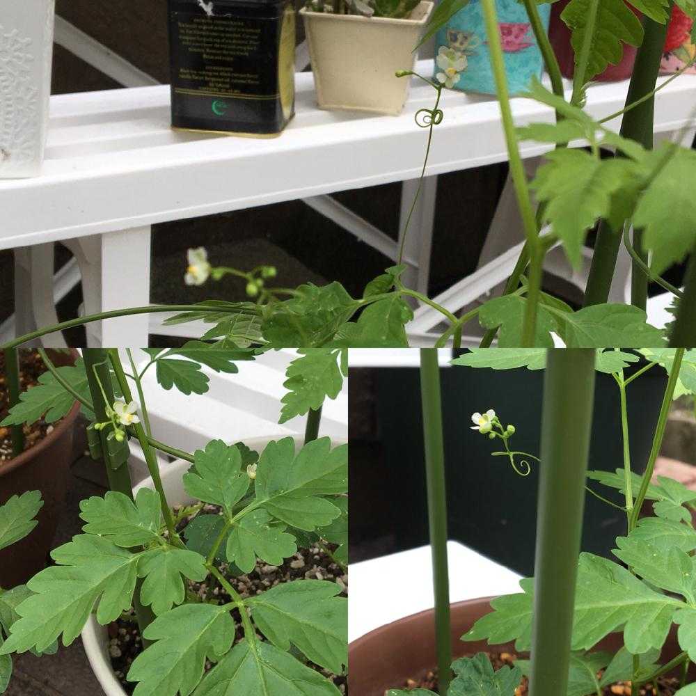 植物栽培初心者がフウセンカズラを育ております Greensnap グリーンスナップ