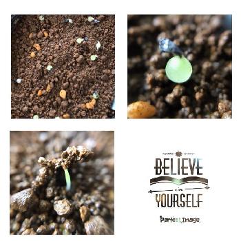 聖鈴玉の投稿画像一覧 Greensnap グリーンスナップ