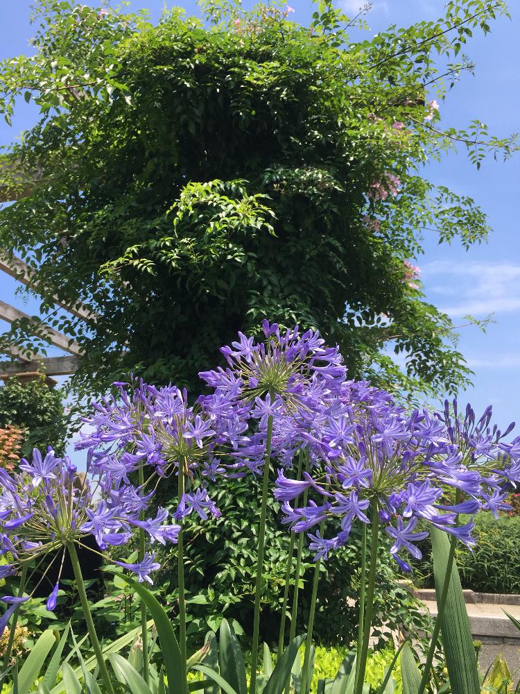 アガパンサスの投稿画像 By Kikumさん 紫色の花とムラサキ色がキレイと横浜と横浜 山下公園とiphoneseと新緑と青空に映えると青空とiphone撮影 18月6月17日 Greensnap グリーンスナップ