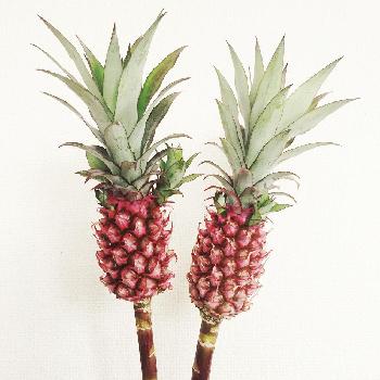 サンゴパインの投稿画像一覧 Greensnap グリーンスナップ