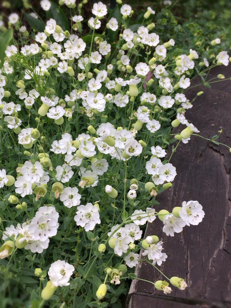 癒し の投稿画像 By Naomamさん 白い小花ともりもり 18月6月17日 Greensnap グリーンスナップ