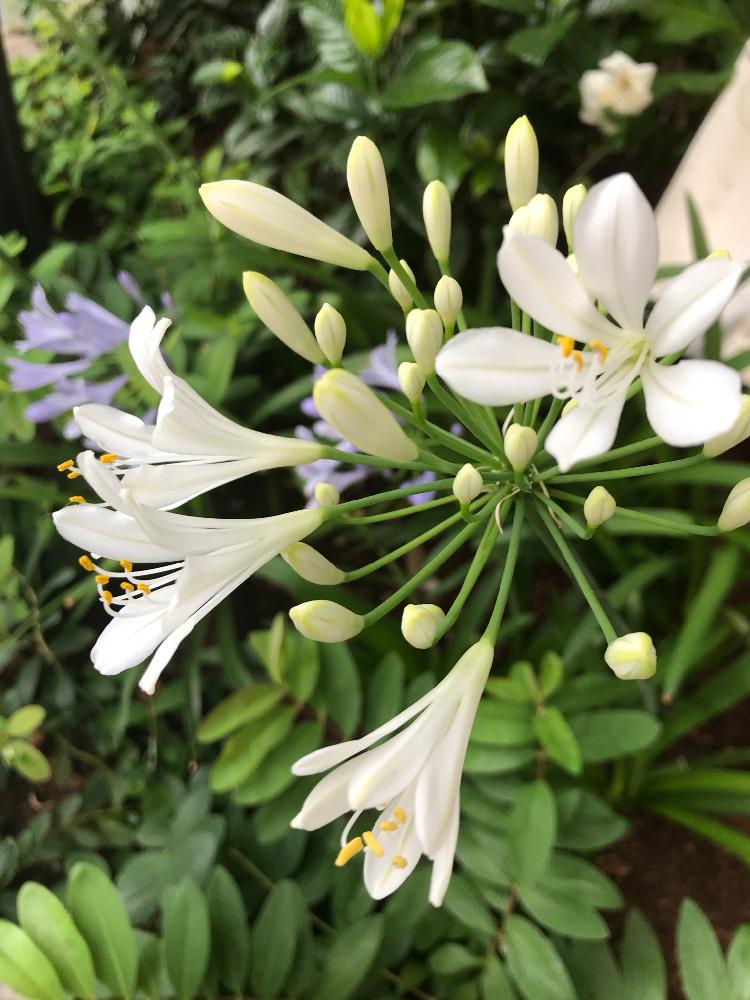 アガパンサス 白の投稿画像 By Mjさん アガパンサスと白い花と6月の花とアガパンサス 白 18月6月 17日 Greensnap グリーンスナップ