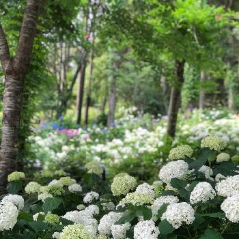 花野辺の里の投稿画像一覧 Greensnap グリーンスナップ