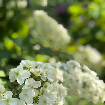 花野辺の里の投稿画像一覧 Greensnap グリーンスナップ