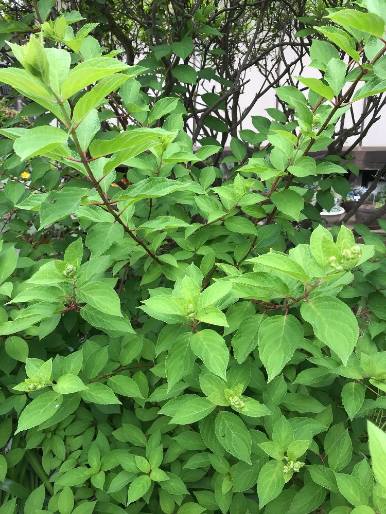 みどりのある暮らしの投稿画像 By アナベルさん いろいろあります とナチュラルガーデンと紫陽花 アジサイ あじさいと植中毒とノリウツギ ライムライトと和風の庭と花のある暮らしと草花大好きとピラミッドアジサイ と水無月 と花木 18月6月17日 Greensnap