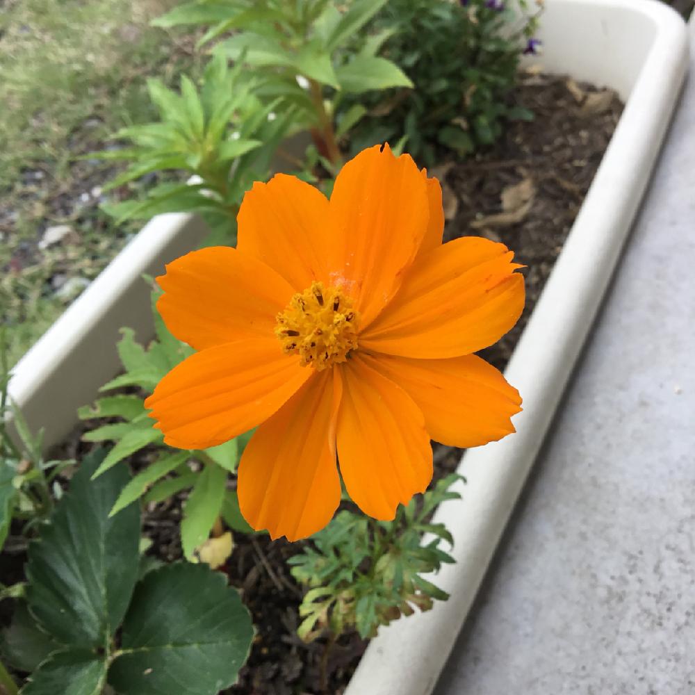 オレンジ色の花の投稿画像 By うみ さん 梅雨時と初夏の花たちと夏の花と黄色い花と花のある暮らし 2018月6月17日 Greensnap グリーンスナップ
