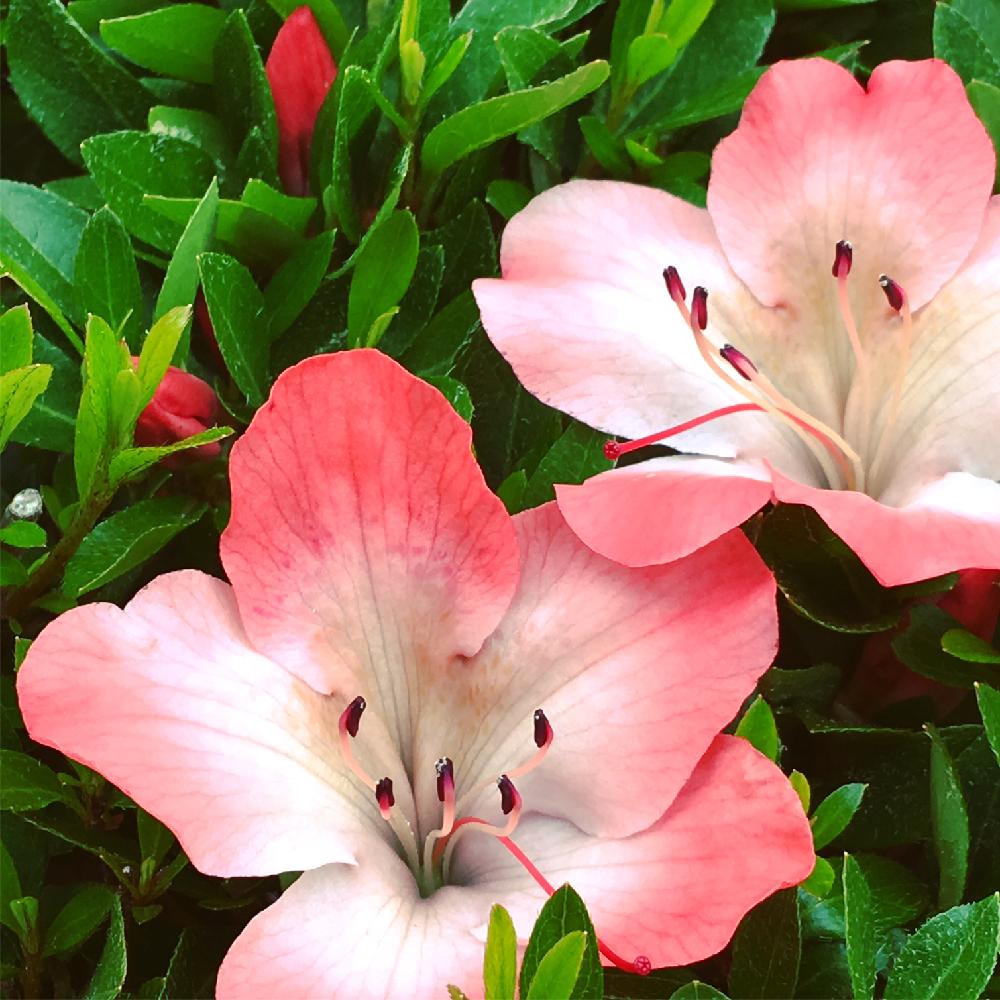 ツツジの投稿画像 By Galaxyさん 季節の花とピンクの花とかわいい 18月6月18日 Greensnap グリーンスナップ