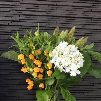 サンダーソニアの切り花の投稿画像一覧 Greensnap グリーンスナップ