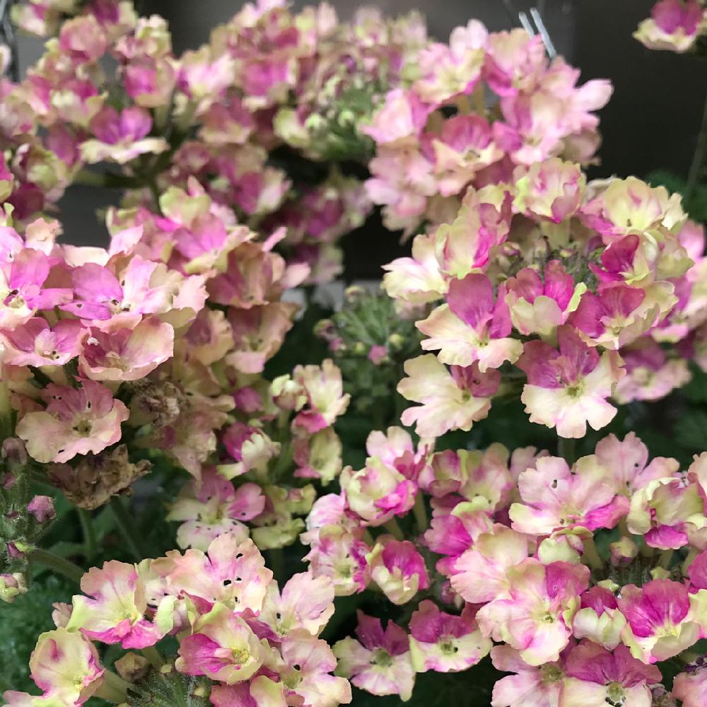 花のある暮らしの投稿画像 By マカロンさん バーベナラナイヴィンテージウォッカ 18月6月18日 Greensnap グリーンスナップ