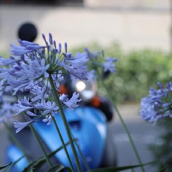 路肩の花の画像 by moon_freakさん | お出かけ先と紫君子蘭 アガパンサスと撮りたくなるとアガパンサスが好きと足が止まると路肩の花と紫の花と通りすがり