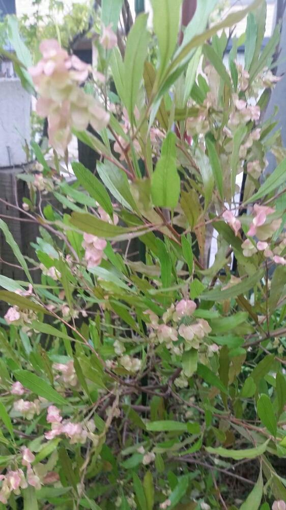 ドドナエア ポップブッシュ プルプレアの投稿画像 By ああちゃんさん 18月6月18日 Greensnap グリーンスナップ