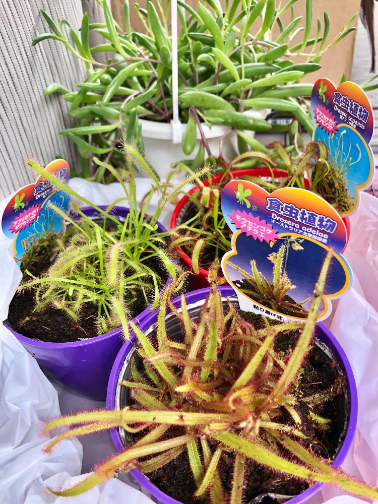 モウセンゴケ アデラエの投稿画像 By 織家さん アフリカナガバモウセンゴケとルビーネックレスとiphone撮影と山形と季節を感じてと買いました 18月6月18日 Greensnap グリーンスナップ