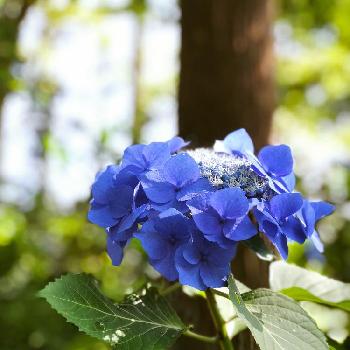 花野辺の里の投稿画像一覧 Greensnap グリーンスナップ