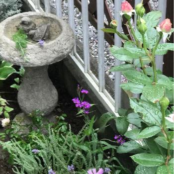 バーベナリギダ の投稿画像一覧 Greensnap グリーンスナップ