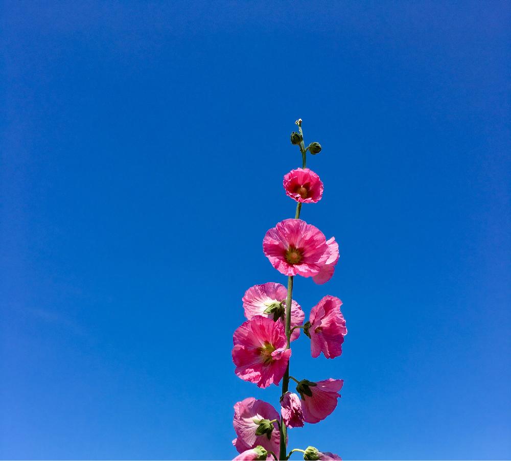 タチアオイの投稿画像 By さえさん 日曜の午後と散歩と青い空と道端と梅雨の晴れ間と背高ノッポさん と夏です 18月6月18日 Greensnap グリーンスナップ