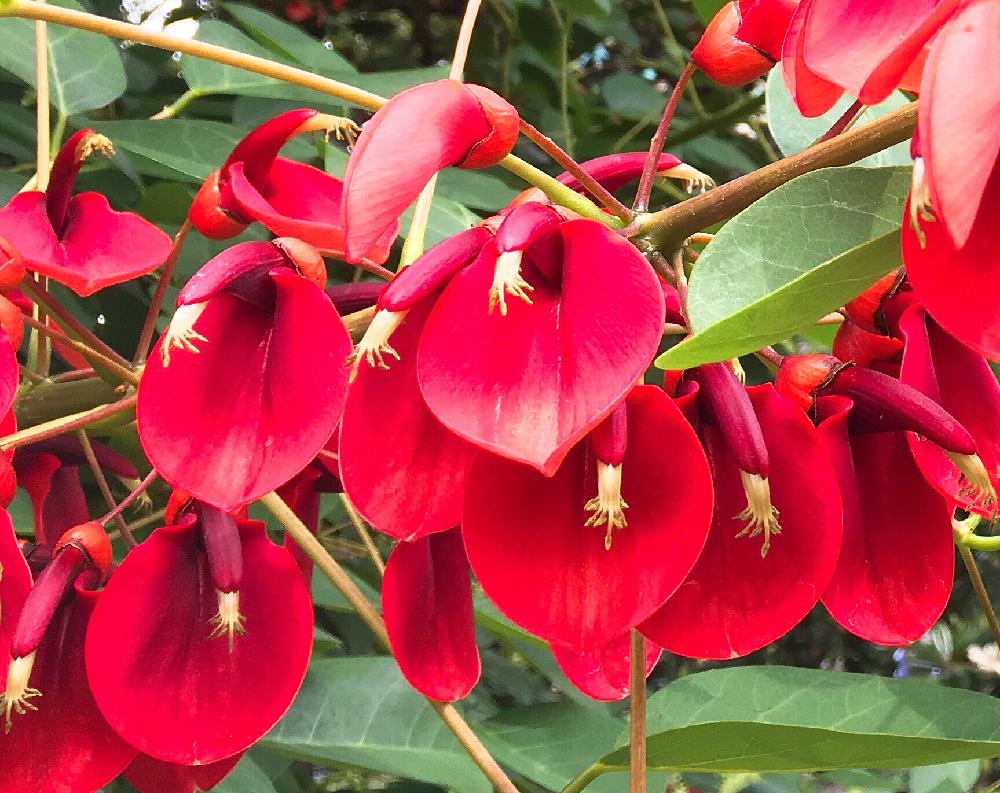 アメリカデイゴの投稿画像 By Kaorinさん マメ科と深紅の花と南米産と花のある暮らしとかわいいな と鳥みたいと公園 18月6月18日 Greensnap グリーンスナップ