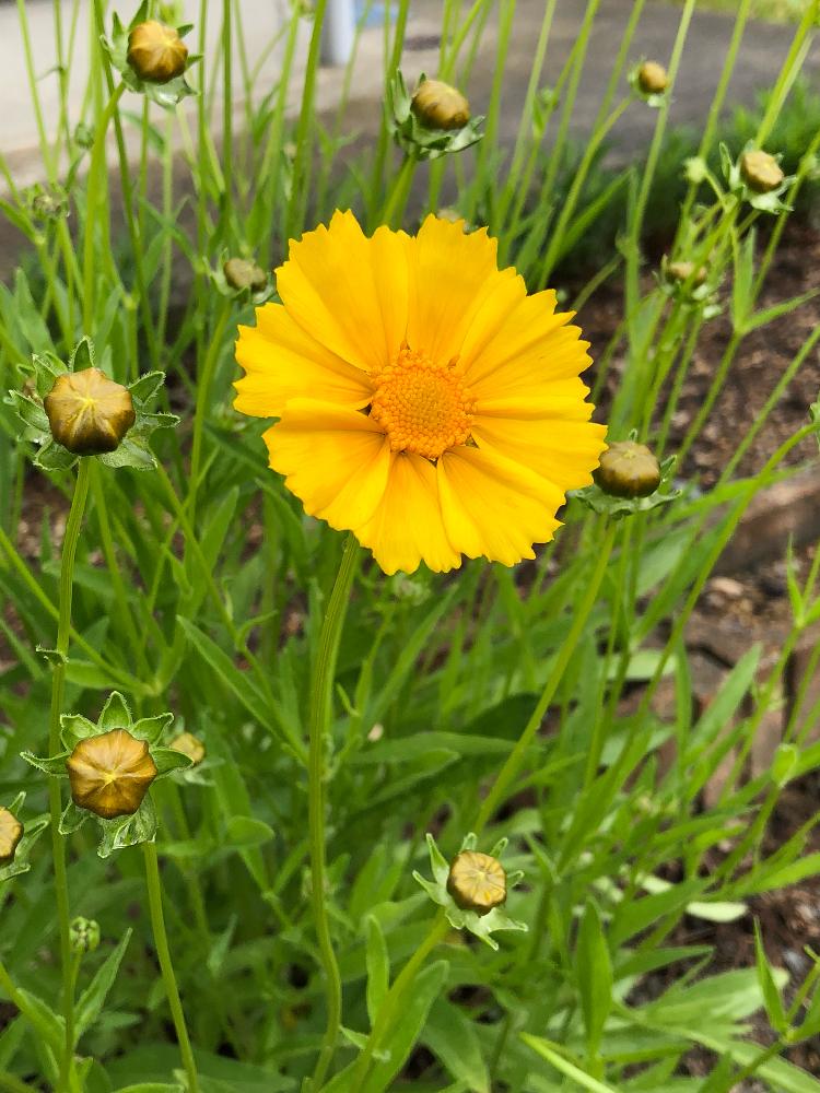 キンケイギクの投稿画像 By ミネコさん 小さな庭 18月6月18日 Greensnap グリーンスナップ Greensnap グリーンスナップ キンケイギクの投稿画像 By ミネコさん 小さな庭 18月6月18日 Greensnap グリーンスナップ Greensnap グリーンスナップ