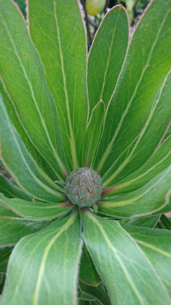 プロテアの投稿画像 By ａやん さん 南半球とネイティブプランツと南アフリカとプロテア ピンクアイスと小さな庭と南半球とネイティブプランツと南アフリカ 18月6月18日 Greensnap グリーンスナップ Greensnap グリーンスナップ