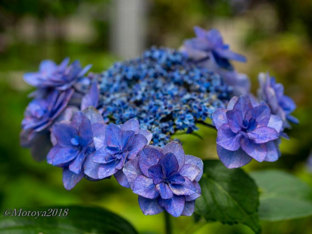 開成ブルーの投稿画像 By もと さん アジサイと あじさい18 コンテストと開成町 と開成町あじさいの里と青い花 18月6月18日 Greensnap グリーンスナップ