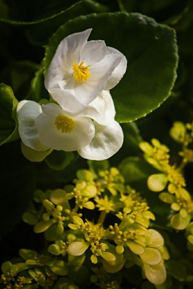 マルバマンネングサ の投稿画像 By Otoさん ベゴニア白小花と花のある暮らしと朝陽と斜光 18月6月19日 Greensnap グリーンスナップ